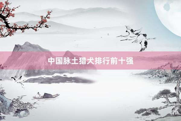 中国脉土猎犬排行前十强